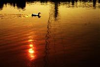 夕阳晚归