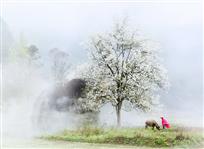 烟雨梨花又一春
