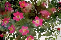 《春花烂漫》