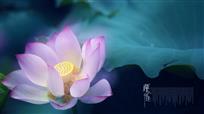 萍水相逢