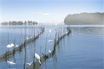 《鱼肥水美白鹭飞》