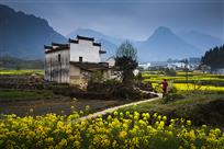 《嫩黄摇曳似故乡》