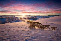 《喷薄而出万马竞》