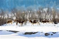 《悠然锦缎间》