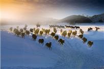 《万马奔腾云霞卷》