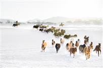 《雪舞万马竞》