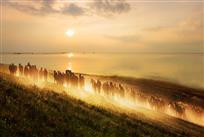 《霞光溢彩万马竞》