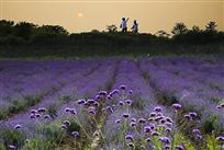 《紫海醉夕阳》