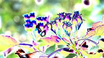 亦幻亦真红果梦