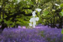 一树梨花压海棠