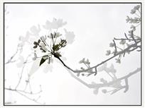 画意梨花