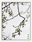 花枝俏