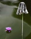 一岁一枯荣