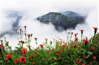 山花烂漫