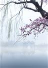 西湖早春