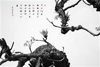 但有一枝堪比玉