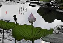 荷趣