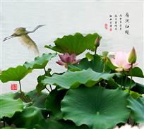 荷塘仙境