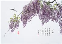 紫藤