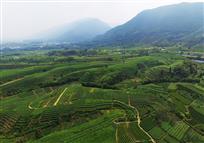 美丽茶山