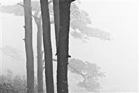 松柏听海