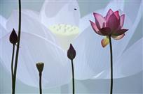 浮生若梦(多次曝光)