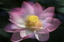 潜香（多次曝光）