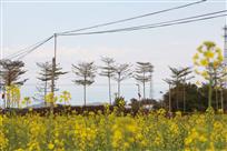 花海
