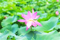 荷
