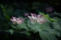 清风影荷