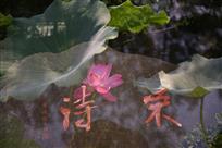 诗荷