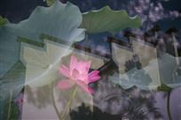 徽墙影荷