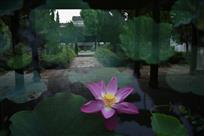 府学影荷