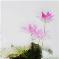 淡荷