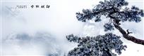 劲松傲雪