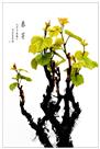 春芽