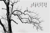 傲雪