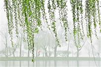 一帘春梦