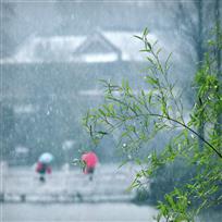 雪中丽影