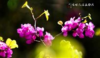 只恐夜深花睡去