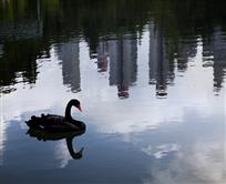 徐家汇绿地公园小水池里的黑天鹅