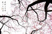 横斜千万枝，赏心三两朵。