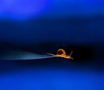 天地之间一蜗牛