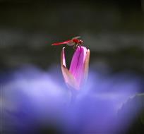 火焰上的红蜻蜓