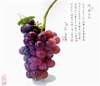 蝈蝈葡萄图