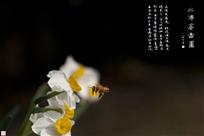 水仙蜜蜂图