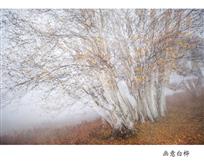 画意白桦