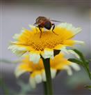 蜂恋花