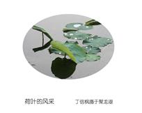 荷叶的风采