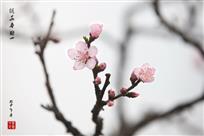 桃花春曲
